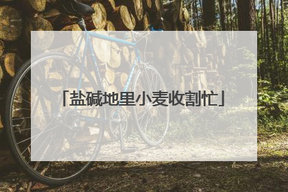 盐碱地里小麦收割忙